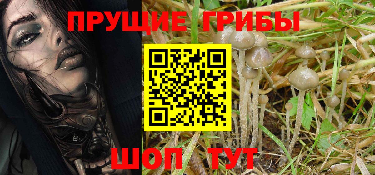 Псилоцибиновые грибы GOLDEN TEACHER Ливны